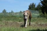 GREYHOUND 096